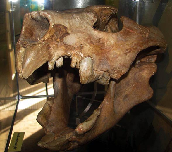 Lew workowaty (Thylacoleo carnifex).