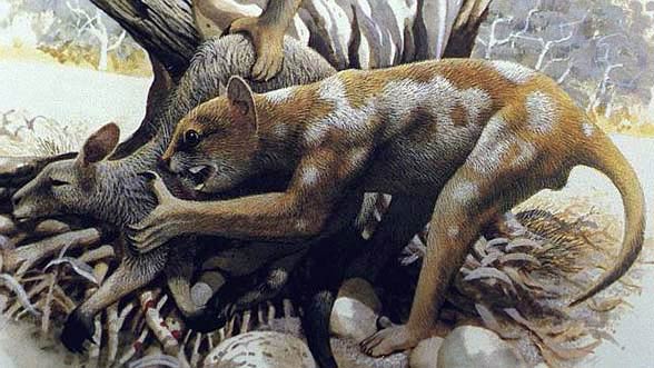 Lew workowaty (Thylacoleo carnifex).