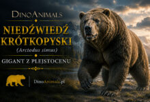 Niedźwiedź krótkopyski (Arctodus simus)