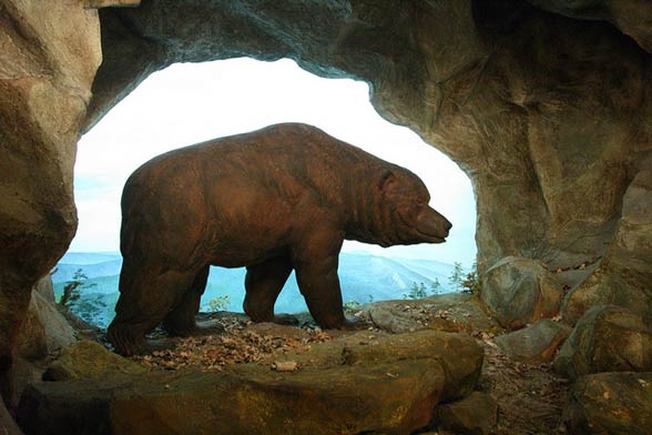 Niedźwiedź jaskiniowy (Ursus spelaeus)