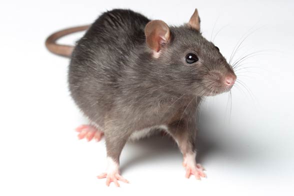 Szczur (Rattus).