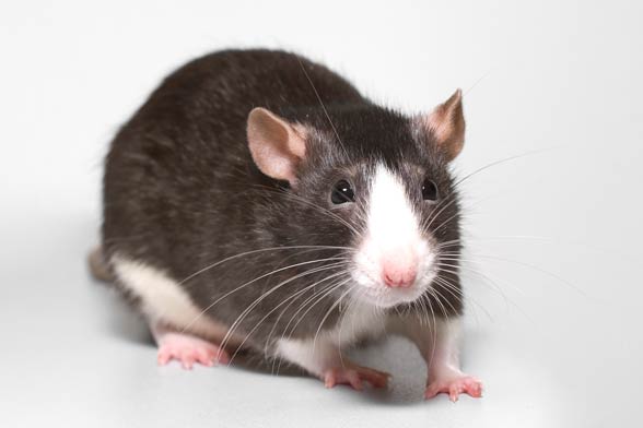 Szczur (Rattus).