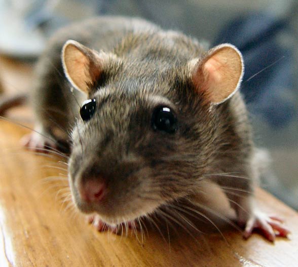 Szczur (Rattus)