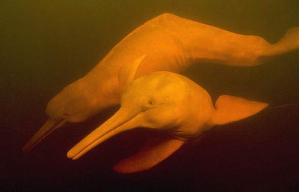 Delfiny słodkowodne (Platanistidae).
