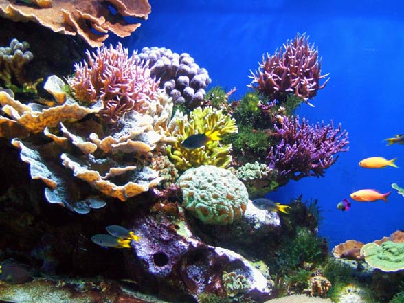 Koralowce (Anthozoa).