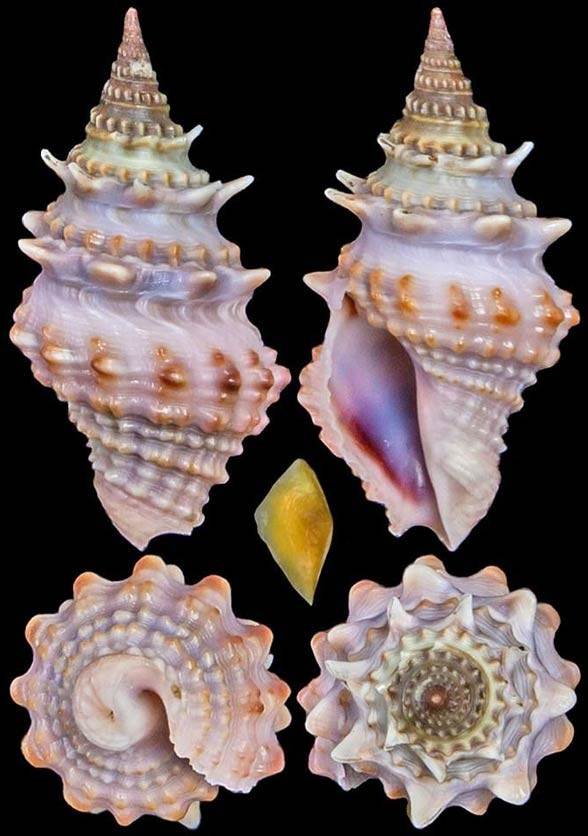 Mięczaki (Mollusca)