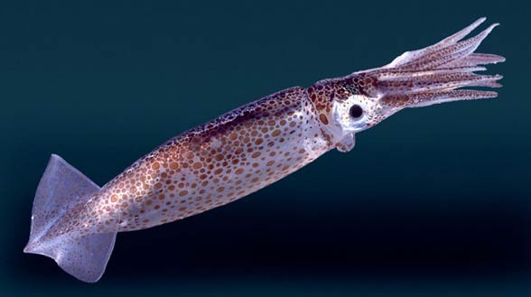 Mięczaki (Mollusca)