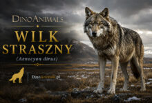 Wilk straszny (Aenocyon dirus)