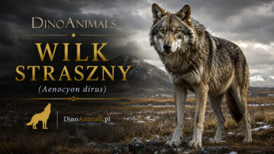 Wilk straszny (Aenocyon dirus)