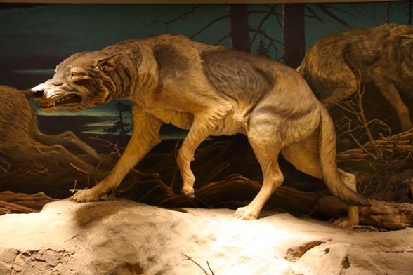 Wilk straszny (Canis dirus)
