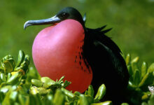 Fregata wielka (F. magnificens)