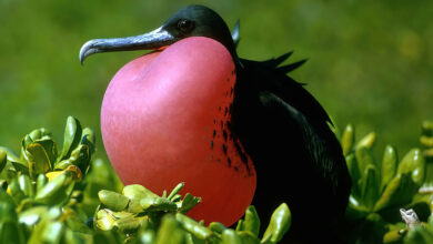 Fregata wielka (F. magnificens)