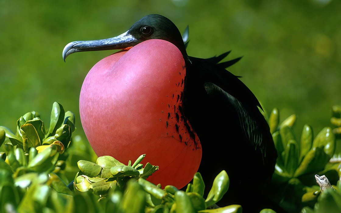 Fregata wielka (F. magnificens)