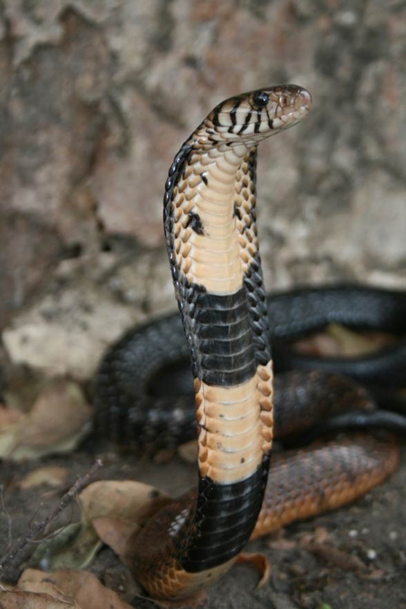 Kobra czarnobiała (Naja melanoleuca) 