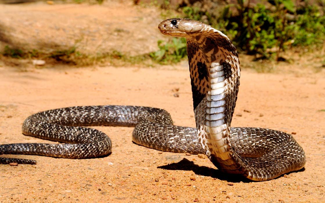 Kobra Indyjska, Okularnik Indyjski (Naja Naja) | DinoAnimals.pl