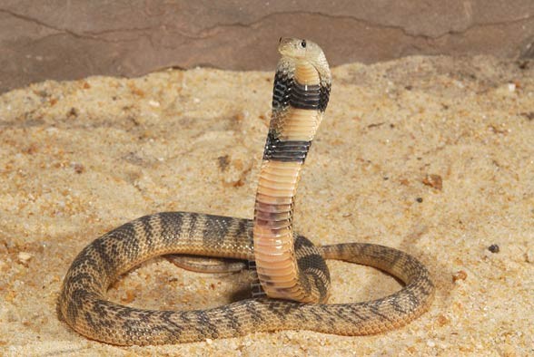 Kobra środkowoazjatycka (Naja oxiana)  