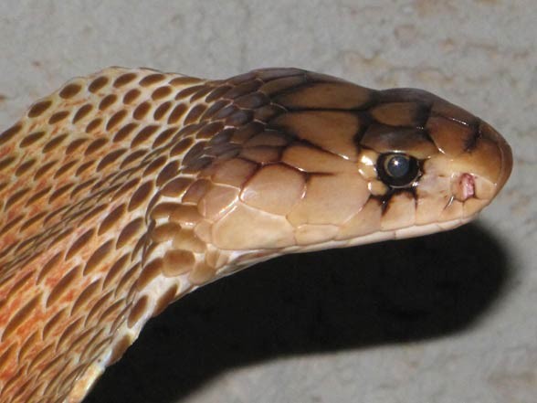 Kobra indyjska, okularnik indyjski (Naja naja).