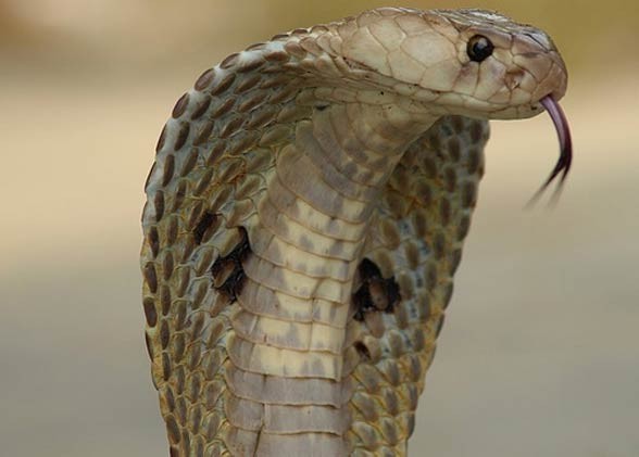 Kobra indyjska, okularnik indyjski (Naja naja) 