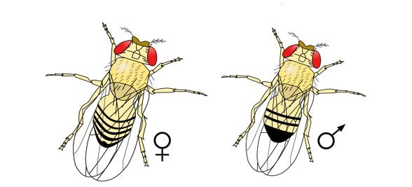 Muszka owocowa, wywilżna karłowata (Drosophila melanogaster).