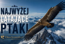 Najwyżej latające ptaki by DinoAnimals.pl