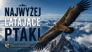 Najwyżej latające ptaki by DinoAnimals.pl
