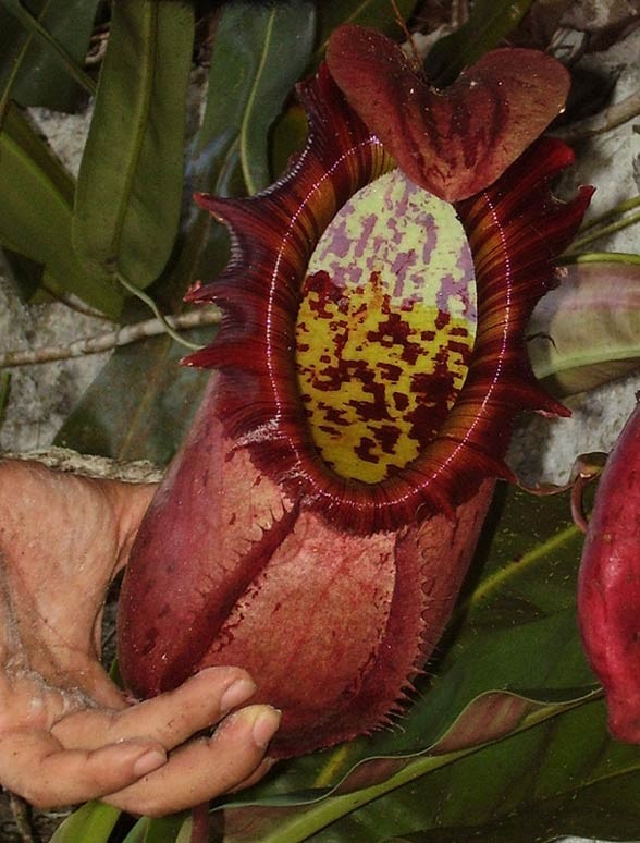 Nepenthes northiana.