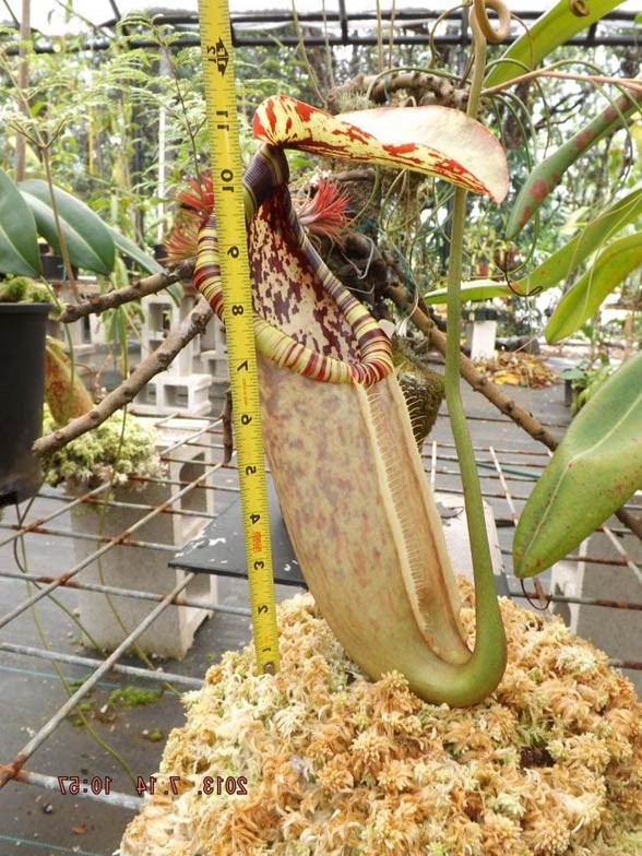 Nepenthes northiana.
