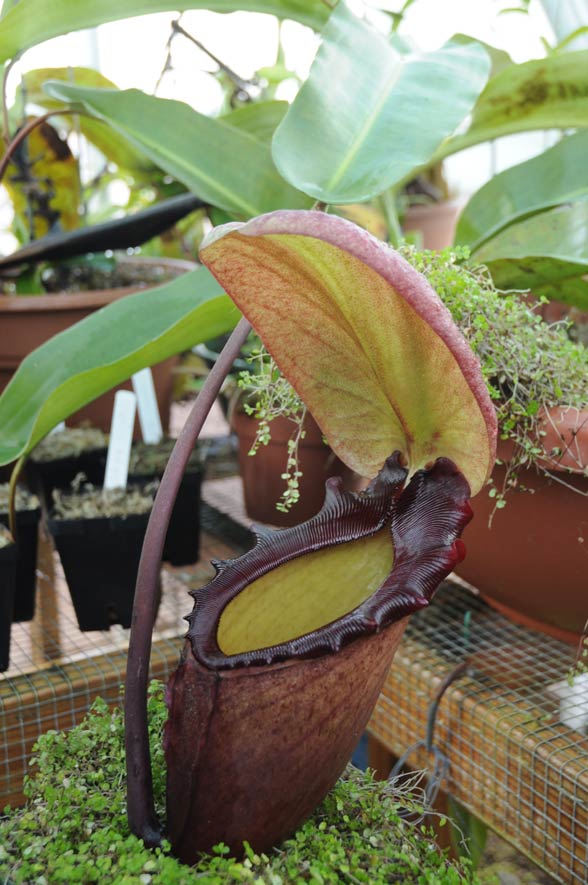 Nepenthes rajah – DinoAnimals.pl