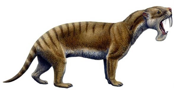 Thylacosmilus