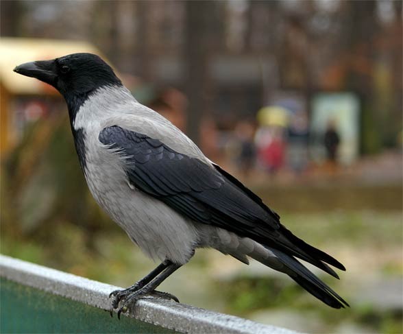 Wrona siwa, wrona (Corvus cornix).