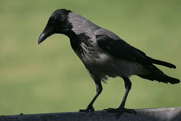 Wrona siwa, wrona (Corvus cornix).
