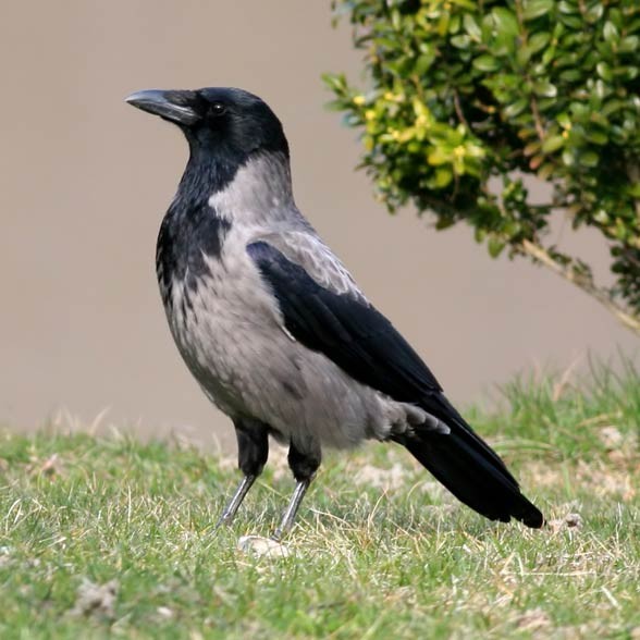 Wrona siwa, wrona (Corvus cornix) 
