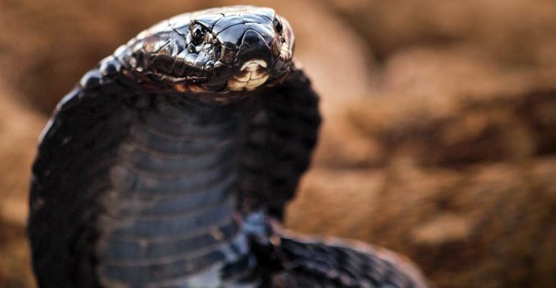 Węże | DinoAnimals.pl - Part 3