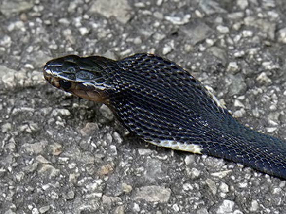 Kobra czarnoszyja, plująca (Naja nigricollis).