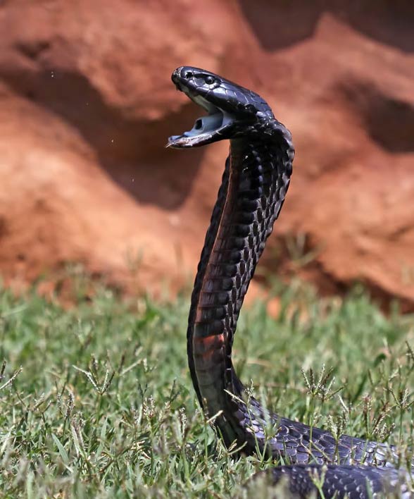 Kobra czarnoszyja, plująca (Naja nigricollis)