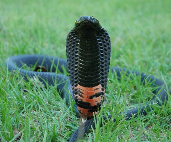 Kobra czarnoszyja, plująca (Naja nigricollis).