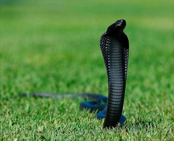 Kobra czarnoszyja, plująca (Naja nigricollis)