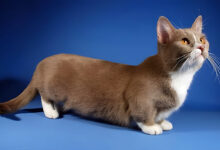 Kot munchkin