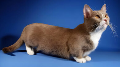 Kot munchkin