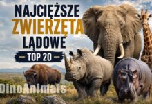 Najcięższe zwierzęta lądowe by DinoAnimals.pl