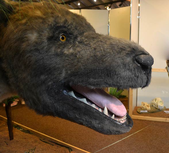 Andrewsarchus (Andrewsarchus mongoliensis).