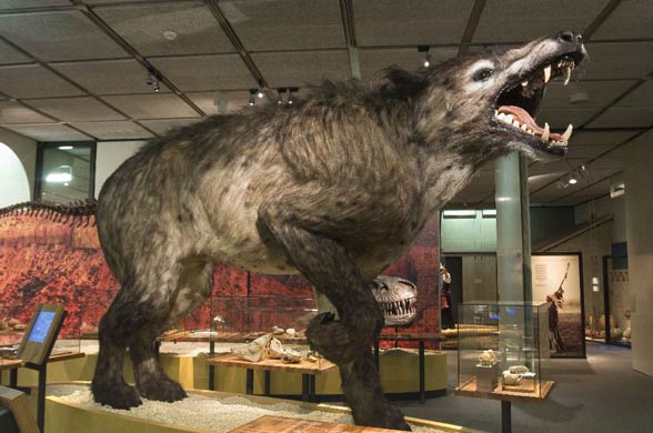 Andrewsarchus (Andrewsarchus mongoliensis).