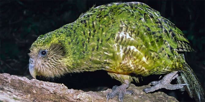 Kakapo – nielotna papuga | DinoAnimals.pl