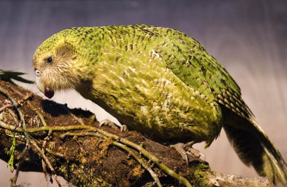 Kakapo (Strigops habroptila) 