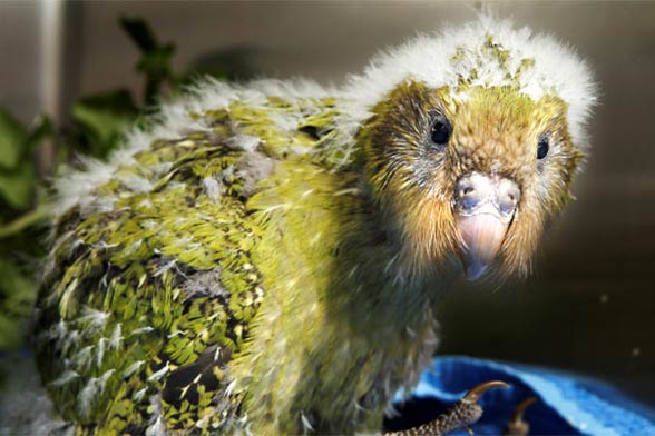 Kakapo (Strigops habroptila).