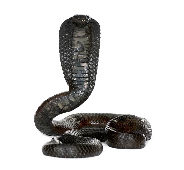 Kobra egipska, wąż Kleopatry (Naja haje).