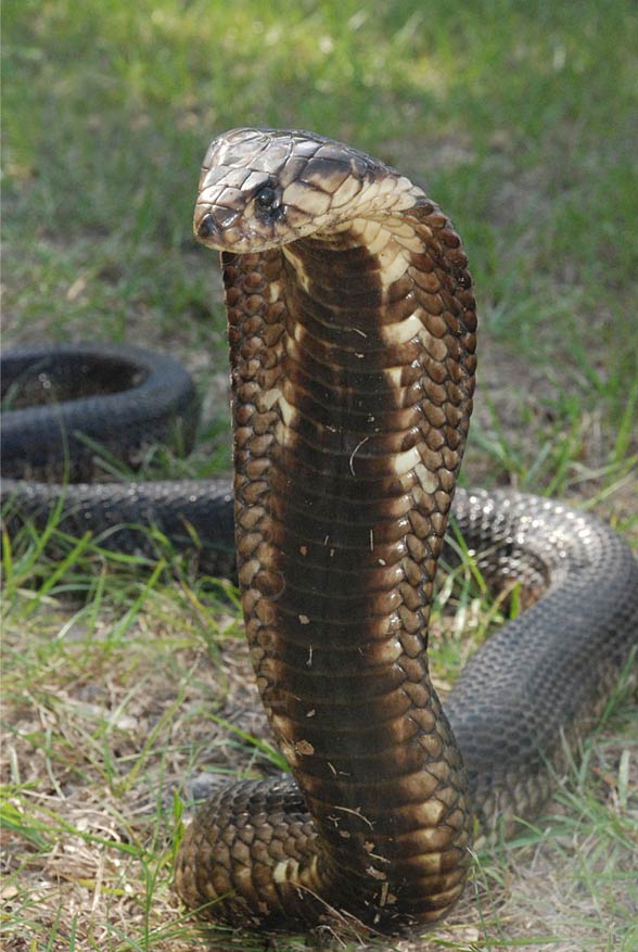 Kobra egipska, wąż Kleopatry (Naja haje).