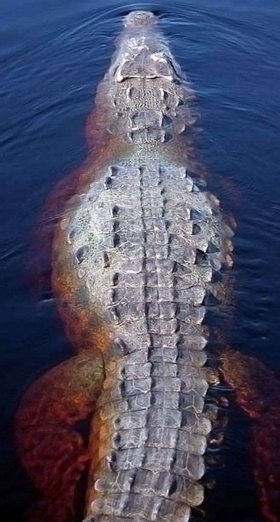 Krokodyl amerykański (Crocodylus acutus).