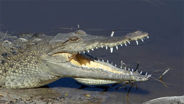 Krokodyl amerykański (Crocodylus acutus).