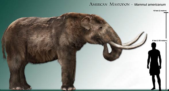 Mastodont amerykański (†Mammut americanum)